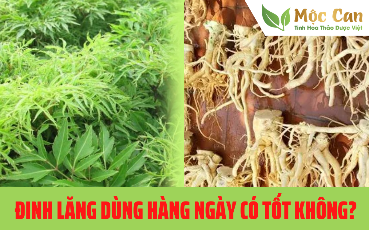 Dùng trà đinh lăng hàng ngày có tốt không? 1
